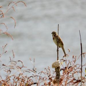 Song Sparrow