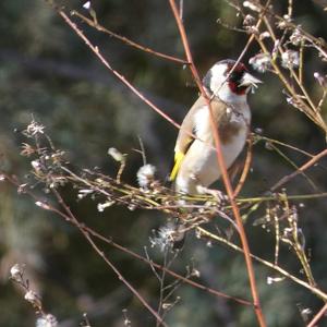 European Goldfinch