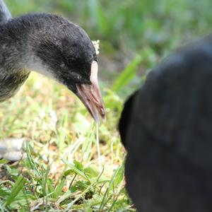 Bläßhuhn