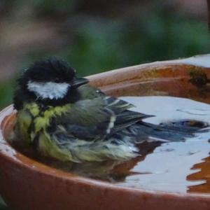 Great Tit