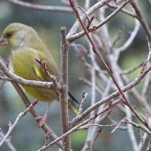 European Greenfinch