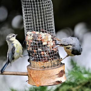 Blue Tit