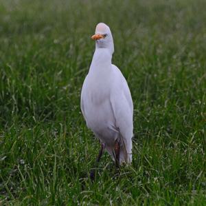 Cattle Egret