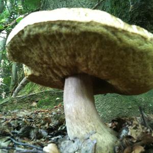 Summer Bolete