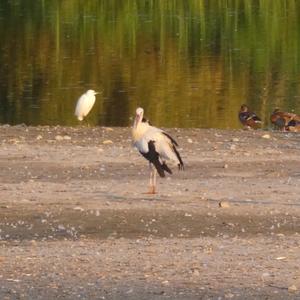 White Stork