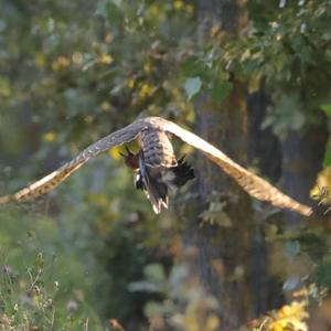 Eurasian Sparrowhawk