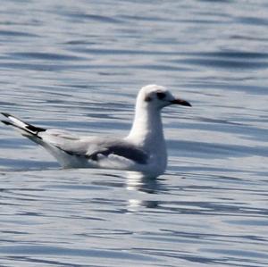 Black-headed Gull