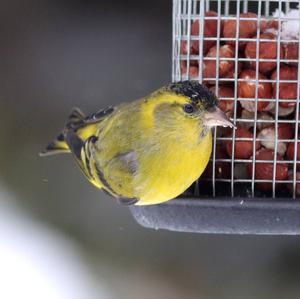 Eurasian Siskin