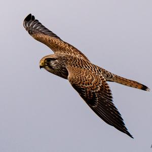 Common Kestrel