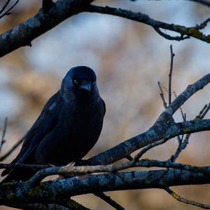 Eurasian Jackdaw