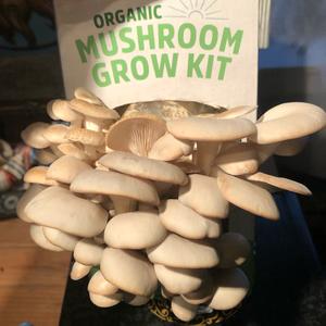 Oyster Mushroom