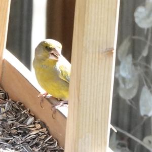 European Greenfinch