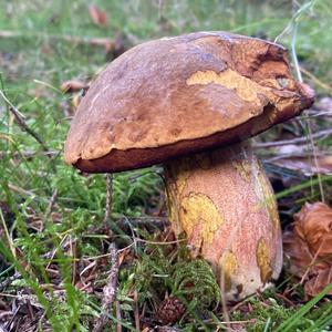 Dotted-stem Bolete