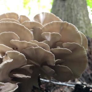 Hen-of-the-Woods