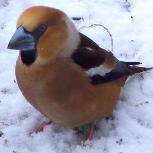 Hawfinch