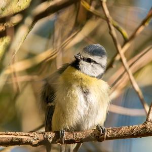 Blue Tit