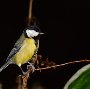 Great Tit