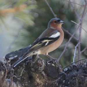 Eurasian Chaffinch