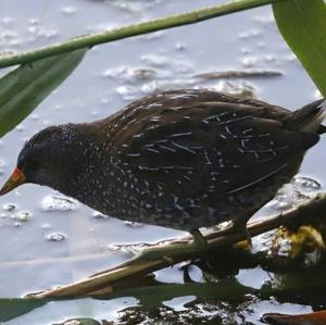 Spotted Crake