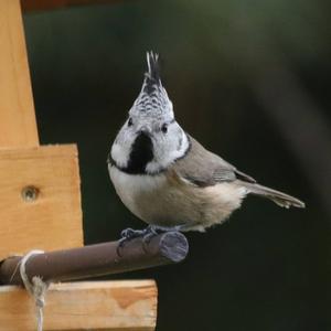 Crested Tit