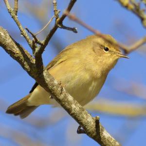 Common Chiffchaff