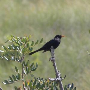 Eurasian Blackbird