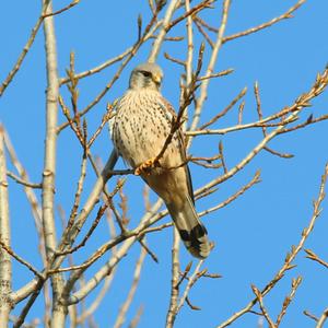 Common Kestrel