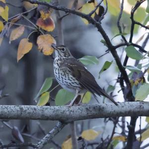 Song Thrush