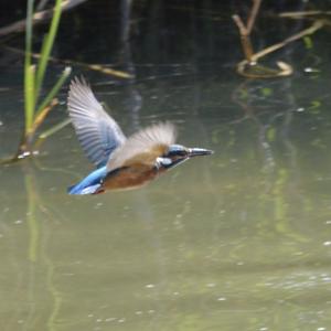 Eisvogel