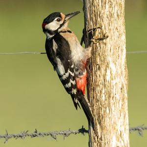 Great Spotted Woodpecker