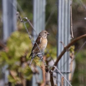 Eurasian Linnet