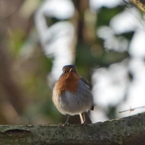 European Robin