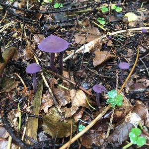 Amethyst Deceiver