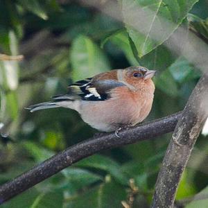 Eurasian Chaffinch