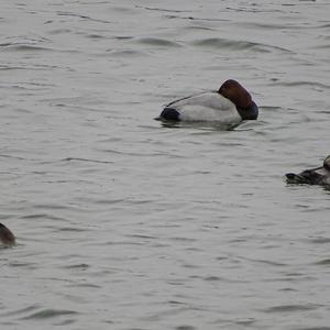 Common Pochard