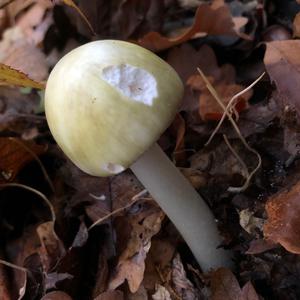 Death Cap