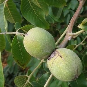 Walnut (Common)