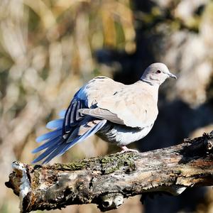 Eurasian Collared-dove