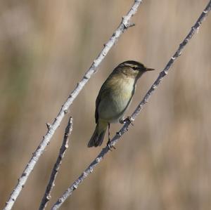 Common Chiffchaff