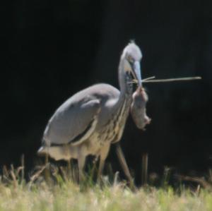 Grey Heron