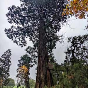 Giant Sequoia