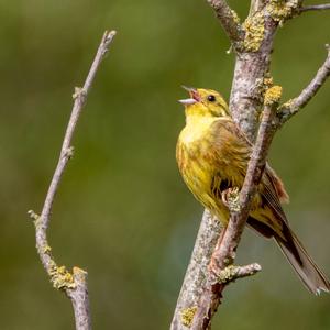 Yellowhammer