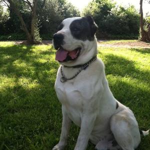 Unknown Breed