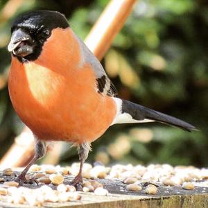 Eurasian Bullfinch