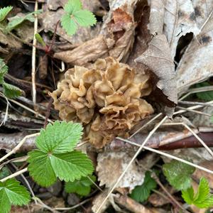 Yellow Morel