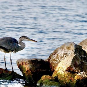 Grey Heron