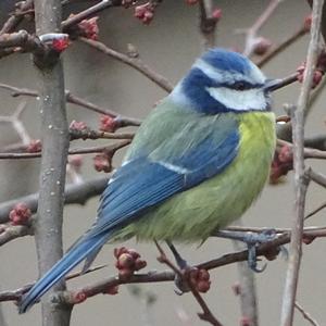 Blue Tit