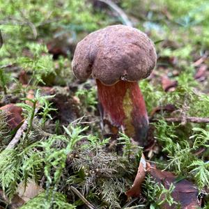 Dotted-stem Bolete