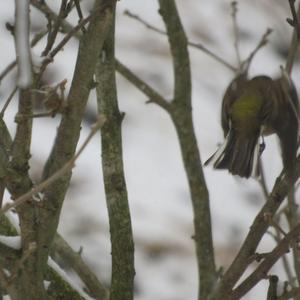 Eurasian Chaffinch