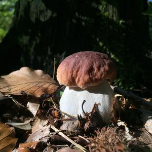 King Bolete